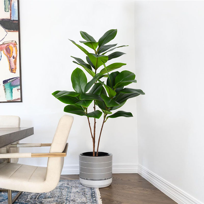 Rubber Plant Ficus - Tanaman Banyan palsu besar tropis 51in,