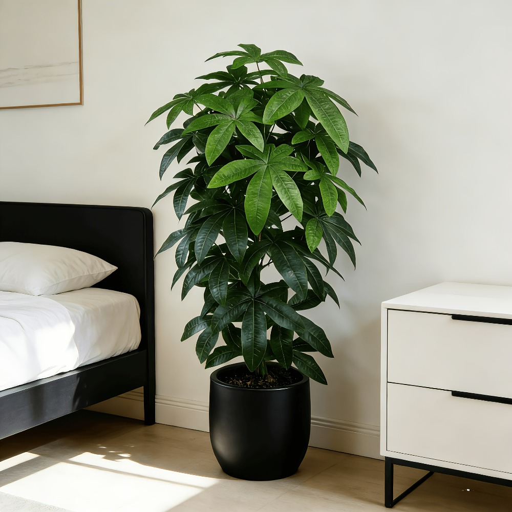 Fiddle Leaf Fig - Pohon Uang Buatan Pachira Aquatica dengan