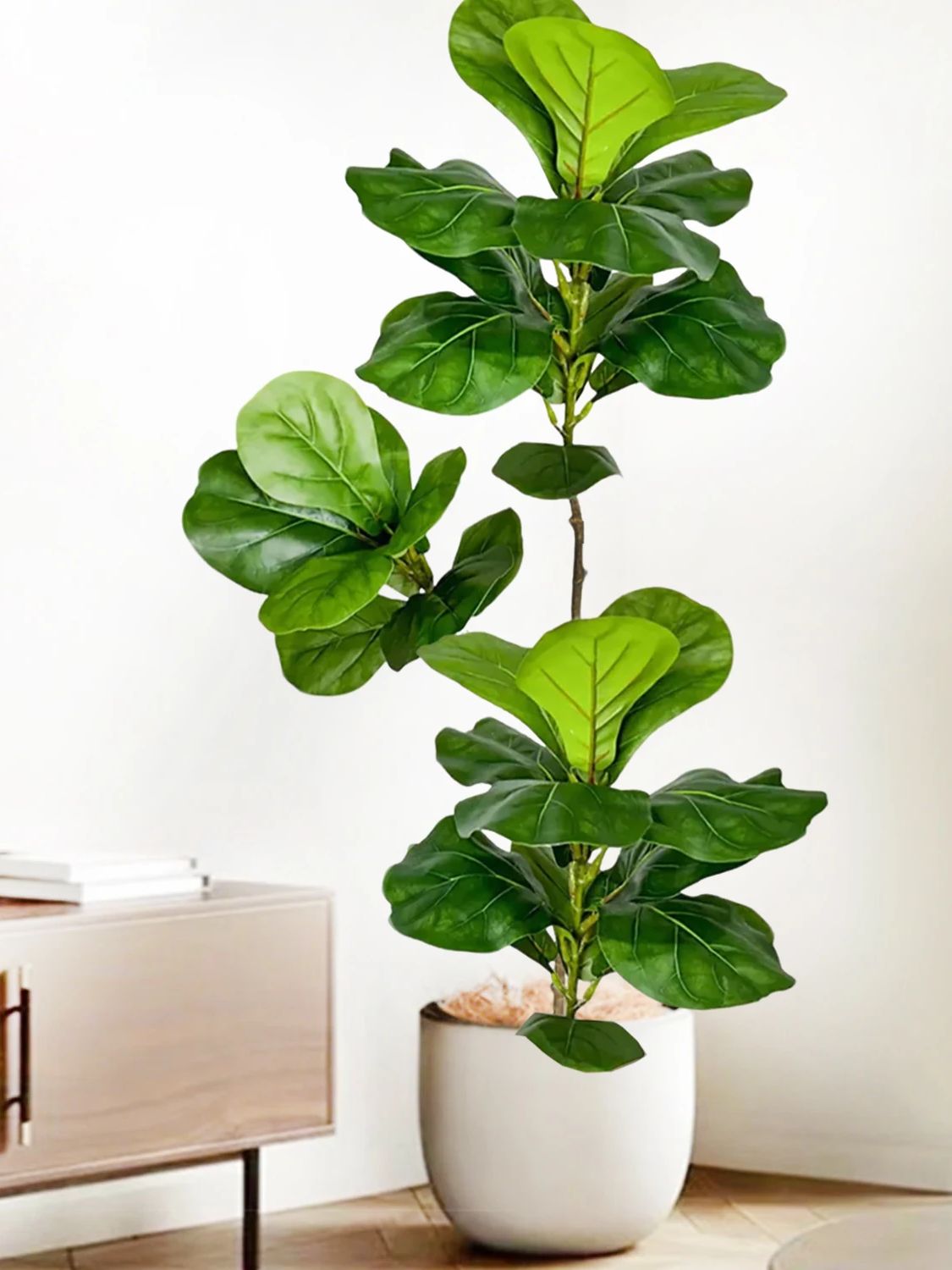 45-135cm Pohon Ficus Fiddle Le - Fiddle Leaf Fig ulasan dan harga