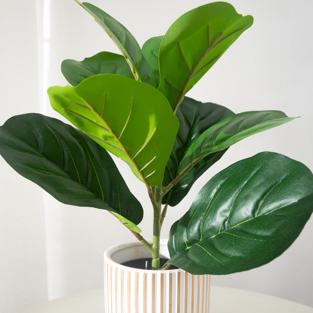 38cm 9 garpu Tanaman Ficus bua - Rubber Plant Ficus ulasan dan harga