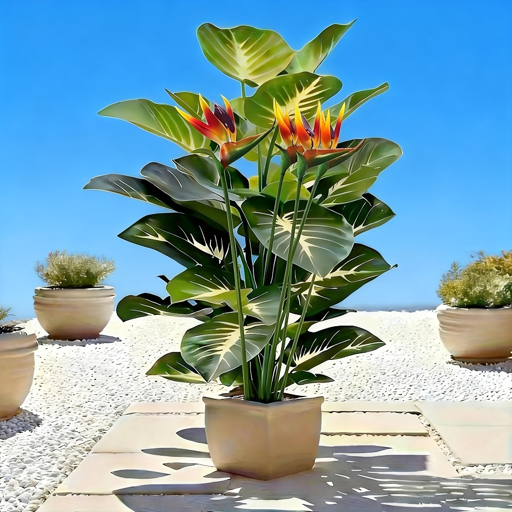 Tanaman Burung Cendrawasih dan - Fiddle Leaf Fig ulasan dan harga