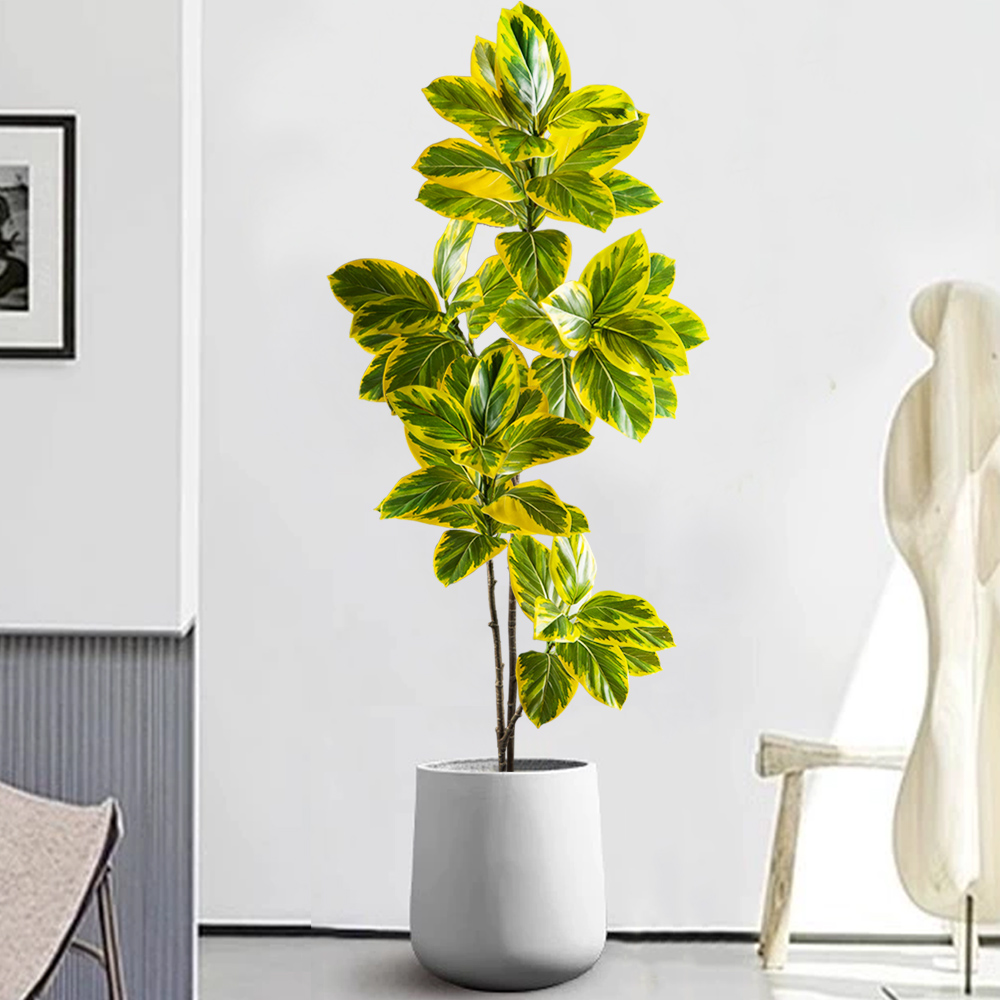 70-130Cm Cabang Pohon Beringin - Rubber Plant Ficus ulasan dan harga