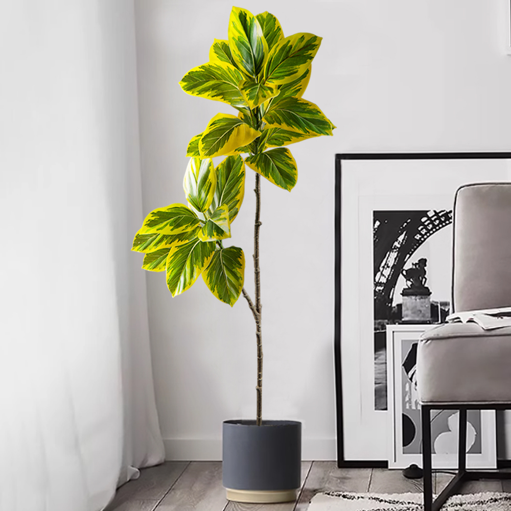 70-130Cm Cabang Pohon Beringin - Rubber Plant Ficus ulasan dan harga