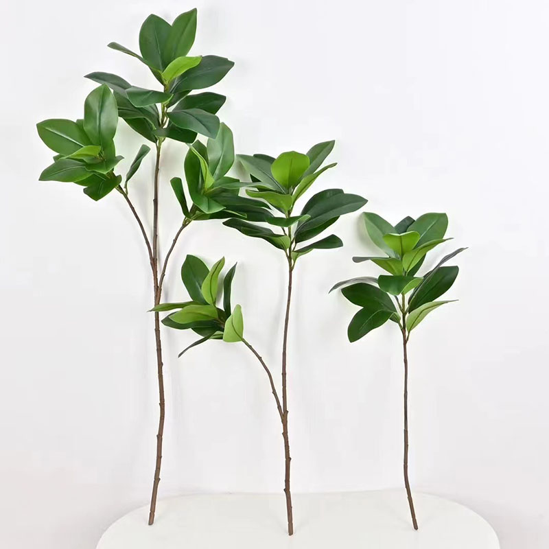 Tanaman Banyan palsu besar tro - Rubber Plant Ficus ulasan dan harga