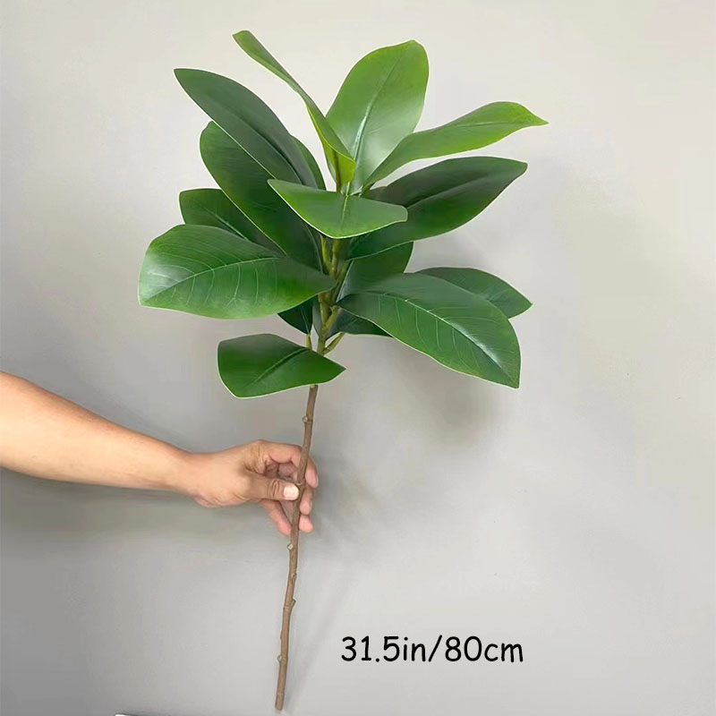 Tanaman Banyan palsu besar tro - Rubber Plant Ficus ulasan dan harga